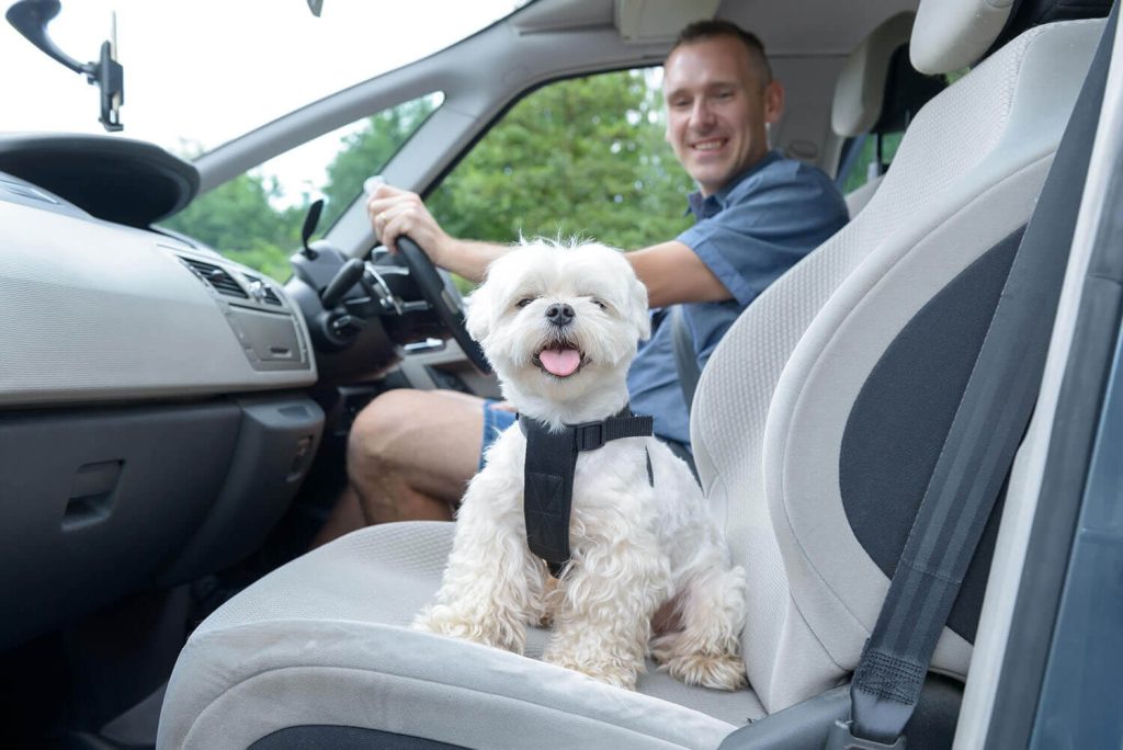 Tips for Driving with Pets in Your Vehicle
